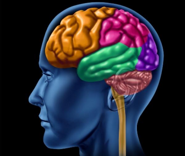 دراسة: التعلم يغير بنية الدماغ