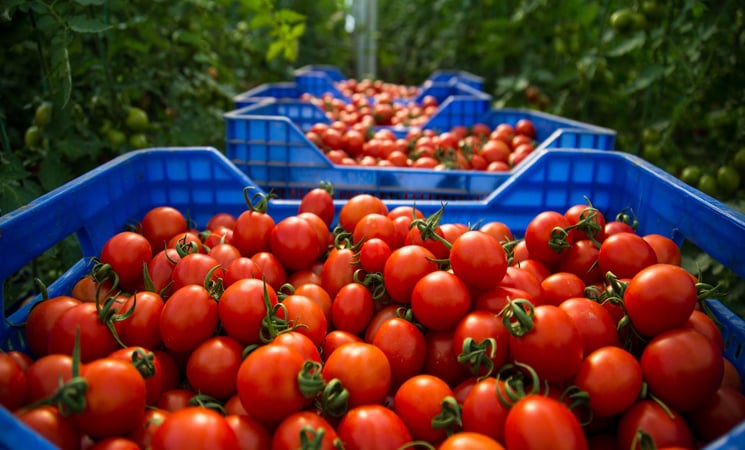 أسعار الطماطم تنخفض في سوق الجملة بإنزكان..فهل ينعكس ذلك على باقي مدن المملكة؟