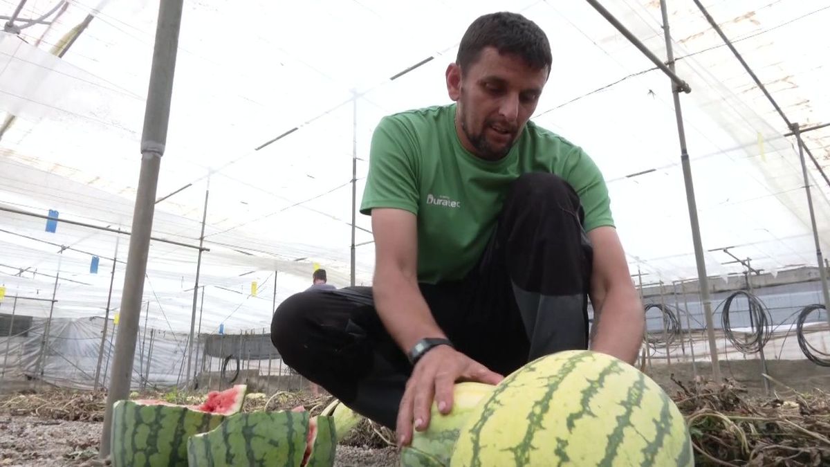 بطريقة غير متوقعة..فلاح إسباني يتخلص من محصوله من “الدلاح” بسبب المنافسة المغربية(فيديو)