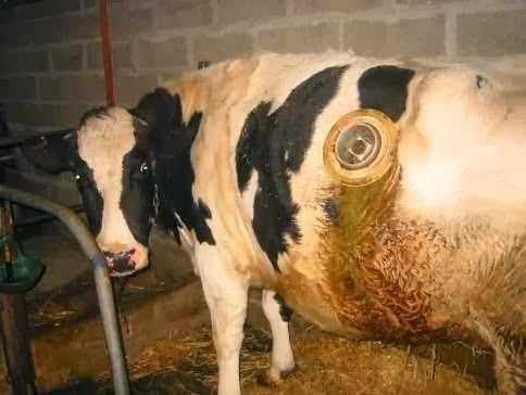 بالصور والفيديو : شاهد كيف يضعون الطعام مباشرة في معدة البقرة من أجل حليب أكثر
