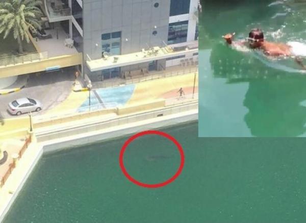 بالفيديو: رجل جريء يسبح مع "قرش الحوت" في دبي مارينا