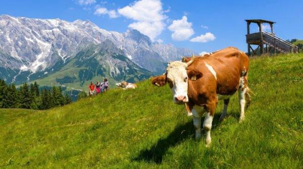 النمسا : انتشار تحدي تقبيل الأبقار والسلطات تحذر