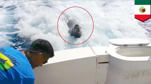 بالفيديو: حيوان فقمة يقتحم قارباً سريعاً بحثاً عن السمك