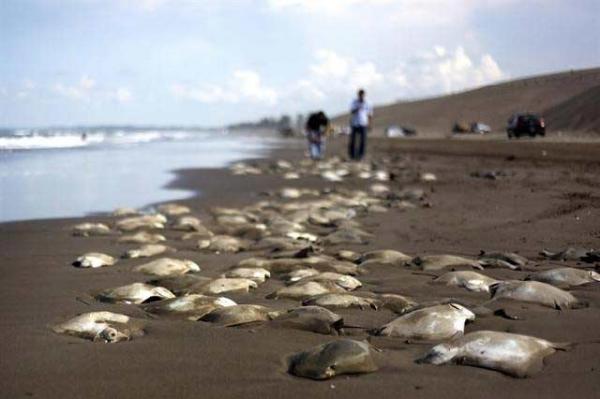 بالصور ...سمك الراي اللاسع تجتاح شواطئ المكسيك في ظاهرة غريبة