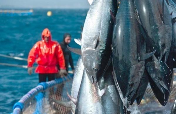رغم مناورات الأعداء..الاتحاد الأوروبي يصدم البوليساريو و"محركتها" وهذا ما قرره بشأن اتفاقية الصيد البحري