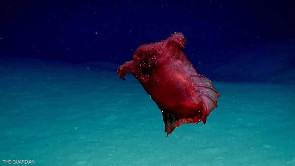 علماء أستراليون يكتشفون حيوانا بحريا غير عادي بالمحيط الجنوبي