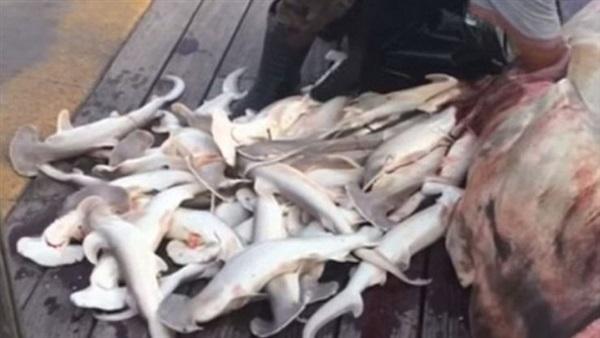بالفيديو: صياد يستخرج 34 وليدا من بطن سمكة قرش ميتة