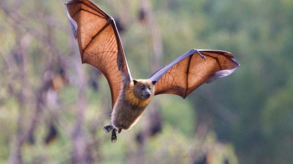 أخطر بكثير من "كورونا".. فيروس مرعب مصدره الخفافيش الإفريقية قد يقتل ثلث المصابين به وهذه هي أعراضه