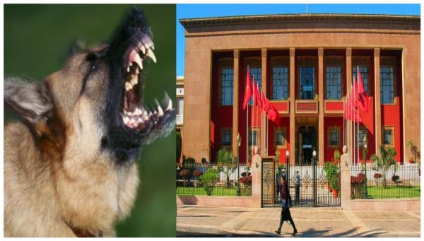 ملف "الكلاب الضالة" يصل إلى البرلمان