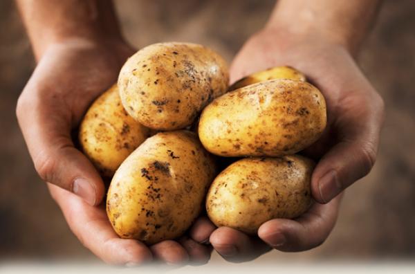 البطاطس يمكن أن تعزز عملية فقدان الوزن