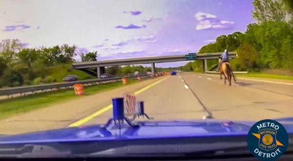 مطاردة لبقرة ضالة على طريق سريع ومزدحم في أمريكا(فيديو)