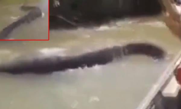 بالفيديو: لحظة ظهور ثعبان عملاق في أحد الأنهار