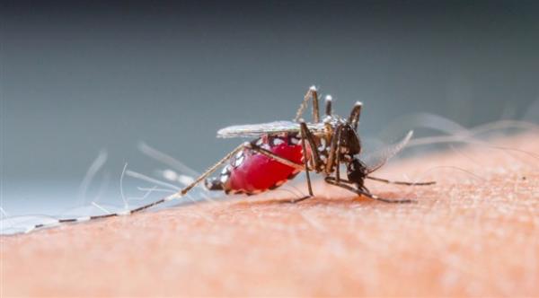 منظمة: توفير التمويل للمرحلة التجريبية لأول لقاح ضد الملاريا في العالم