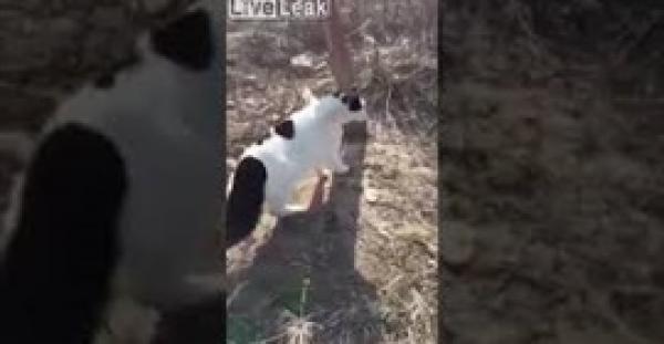 قطط تلقن رجلا وكلبه درسا قاسيا (فيديو)