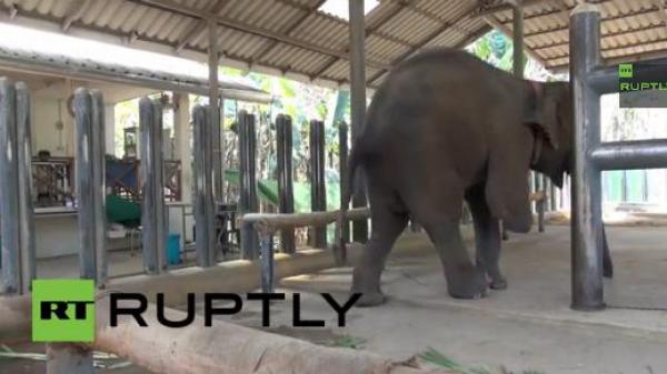بالفيديو: تركيب 5 أطراف صناعية لأنثى فيل