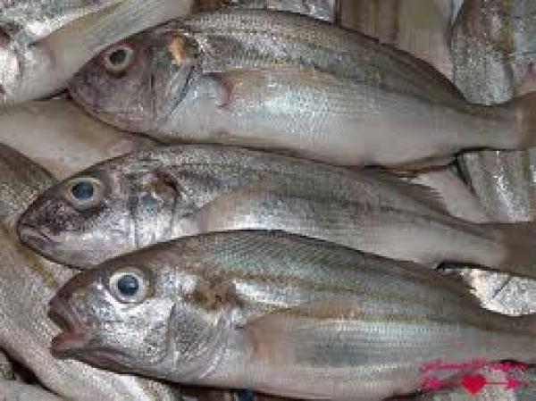 إتلاف أزيد من 70 طنا من السمك الفاسد بالدار البيضاء