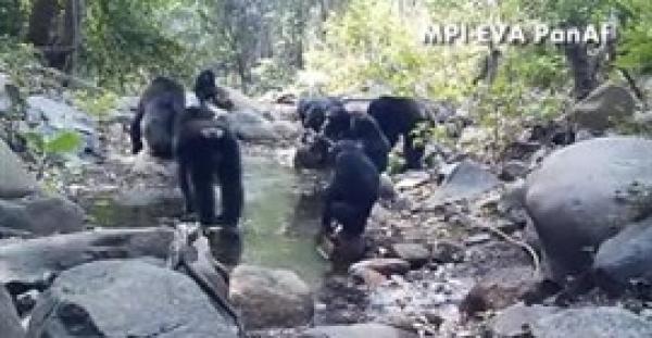 بالفيديو.. لقطات مذهلة لشمبانزي يصطادون بأغصان الأشجار