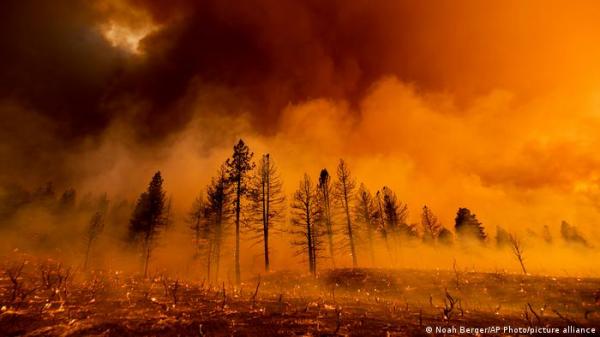كيف تؤثر خسارة ملايين الأشجار سنويا على مناخ الأرض؟