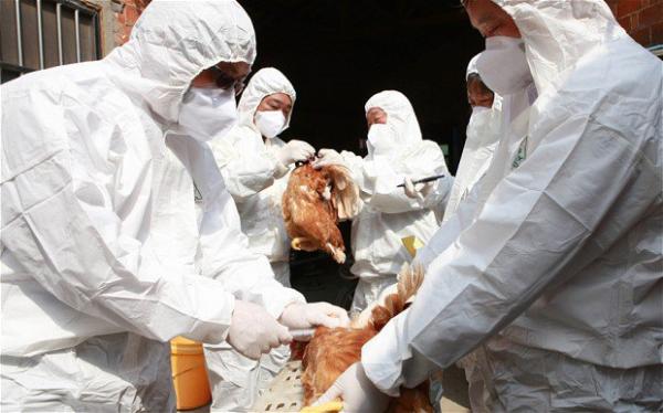 المغرب يستنفر حدوده لمواجهة خطر انفلونزا الطيور