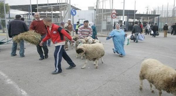 كبش العيد يتسبب في اعتقال الأمن الإسباني لمسؤولين مغاربة بمليلية المحتلة