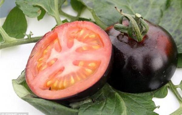 بريطاني يتمكن من زراعة أول "طماطم سوداء"