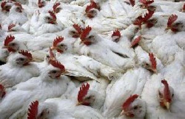 نفوق 20% من الدجاج بالمغرب بسبب موجة الحر.. الفيدرالية البيمهنية توضح