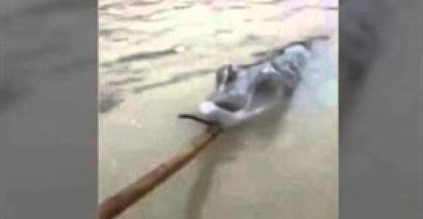 بالفيديو.. وحش بحري غريب يظهر في الصين
