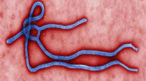 فيروس الإيبولا عمره 23 مليون عام