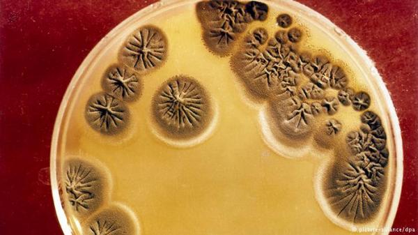 باحثون يكتشفون نوعا جديدا من البكتريا يسبب داء لايم