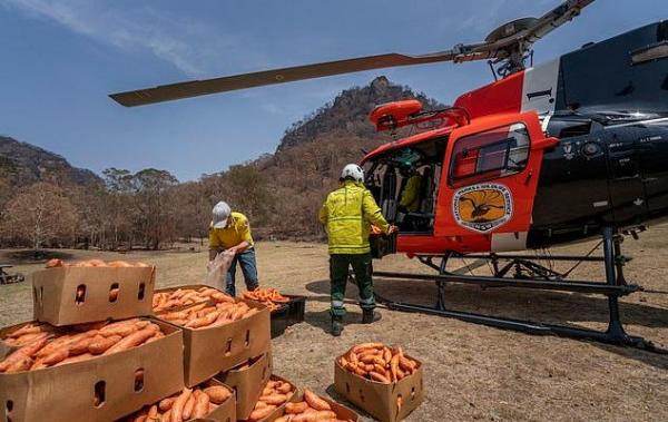 بالفيديو: استخدام المروحيات في أستراليا لإلقاء أكثر من 2000 كلغ من الطعام للحيوانات المتضررة من حرائق الغابات