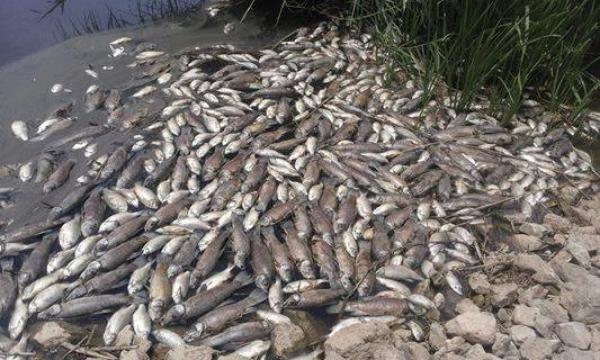نفوق الأسماك بحيرة تيفوناسين بإفران .. مندوبية المياه والغابات توضح الأسباب