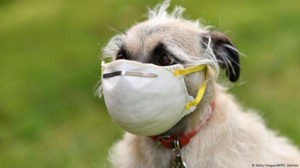 دراسة تكشف عن نوع جديد من فيروس كورونا منشؤه الكلاب