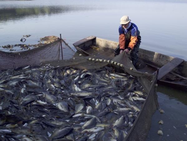 ارتفاع منتجات الصيد الساحلي والتقليدي بنسبة 7 في المائة سنة 2016