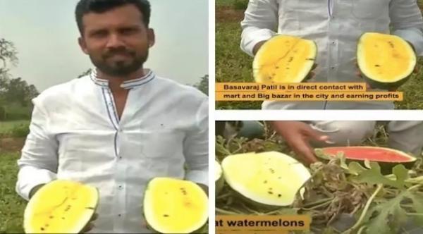 مزارع هندي يتمكن من زراعة جيل جديد من البطيخ الأحمر يتميز بلون لبّه الأصفر ومذاق أكثر حلاوة