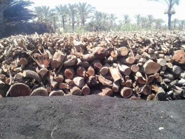 خاص..الدرك الملكي يحجز طنين ونصف من الفحم الخشبي ويكتشف تدمير عدد هائل من أشجار الغابة بهذه المنطقة