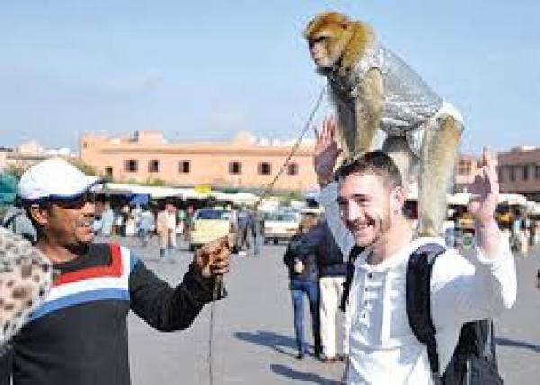 بمراكش: السلطات تقوم بإحصاء قردة ساحة الفنا بسبب فيروس "جدري القرود"