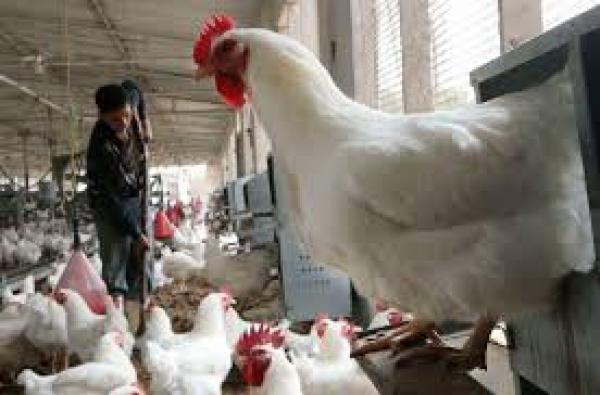 المغرب يعلن حالة استنفار غير مسبوقة بسبب أنفلونزا الطيور شديدة الضراوة 
