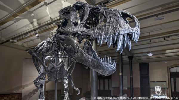 اكتشاف أكبر تيرانوصور في العالم!