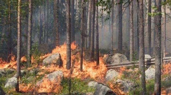 السويد تشعل الحرائق لحماية الكائنات الحيّة
