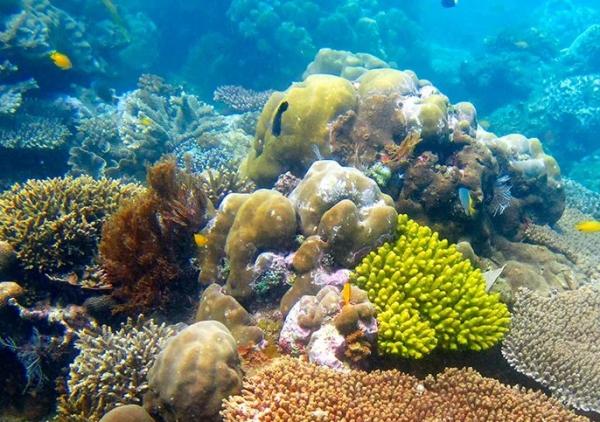 الغطاء المرجاني تقلص حجمه بأكثر من النصف منذ خمسينيات القرن الماضي بسبب تغير المناخ
