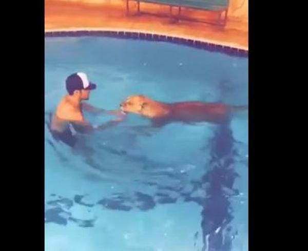 بالفيديو: سعودي يسبح مع لبؤة في حوض منزله