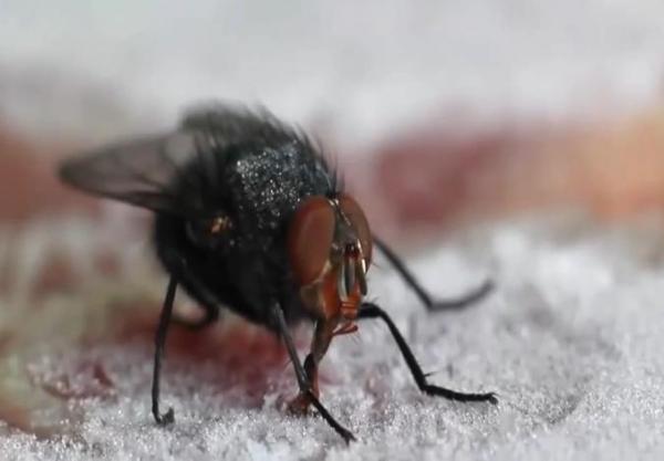 بالفيديو: شاهد لسان ذبابة يلتصق بـ "قطعة لحم مجمدة"