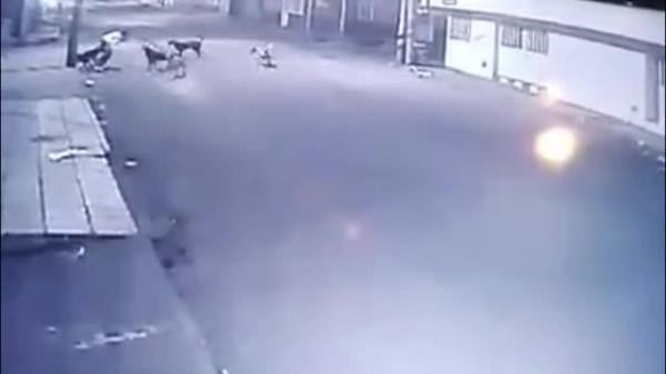 بالفيديو: امرأة تتعرض لهجوم شرس من مجموعة كلاب