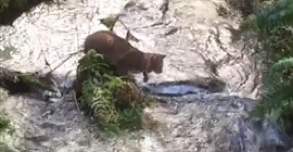 بالفيديو.. حيوان «الوشق» يظهر براعته في اصطياد سمكة سلمون ضخمة