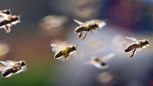 من هو الصحابي الذي حمى الله جسده بجيش من النحل؟