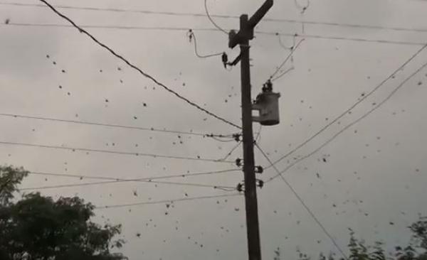 بالفيديو: السماء تمطر عناكب في بلدة برازيلية