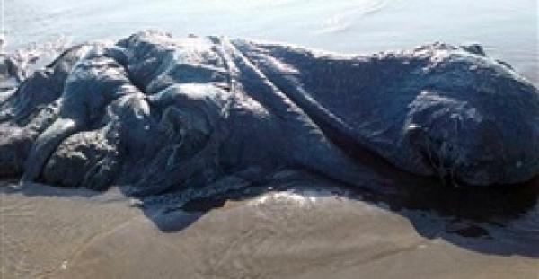 بالفيديو.. مخلوق غريب يظهر على شاطئ مكسيكى