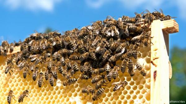 تارودانت: مبيدات حشريّة تُجهز على أسرابِ النحل بسبت الكردان و "نحّالة" الجهة ينتفضون