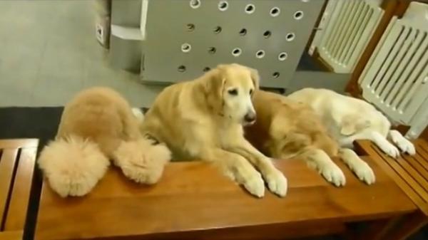 بالفيديو .. كلاب تنحني على الطريقة اليابانية قبل تناول الطعام