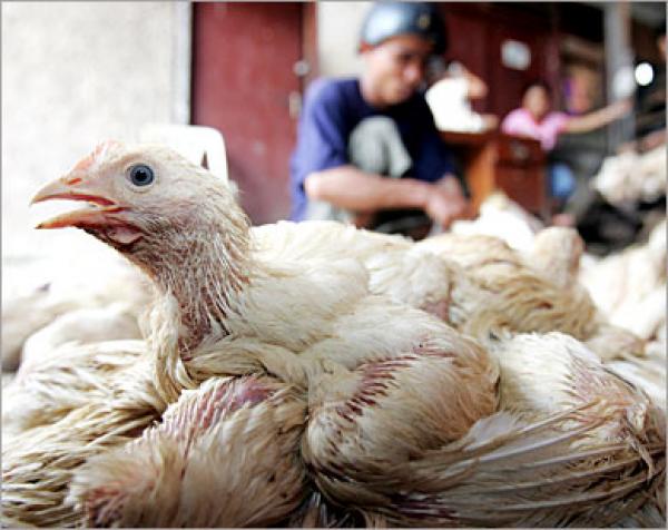 المغرب يستنفر حدوده لصد مرض انفلونزا الطيور